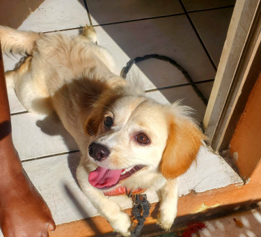 Shih Poo X Golden Retriever Female