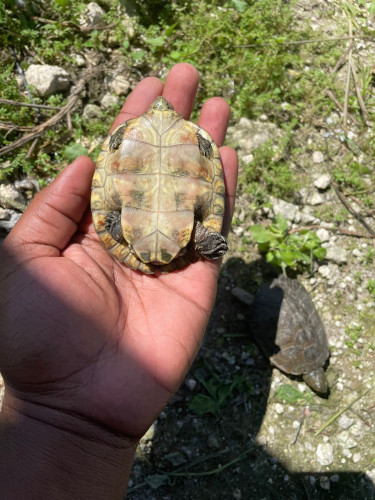 Baby Turtles 