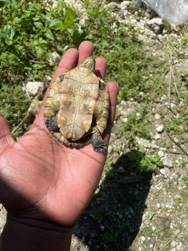 Baby Turtles 