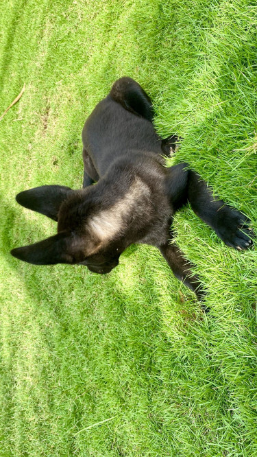 Akita X Belgian Malinois 