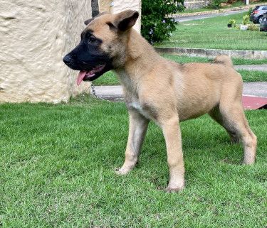 Akita X Belgian Malinois 