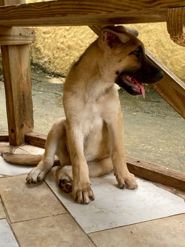 Akita X Belgian Malinois 