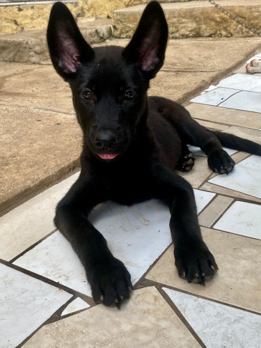 Akita X Belgian Malinois 