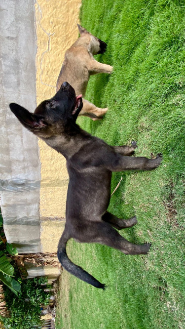 Akita X Belgian Malinois 