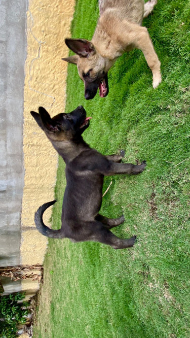 Akita X Belgian Malinois 