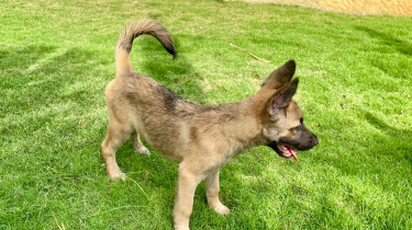 Akita X Belgian Malinois 