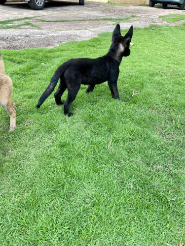 Akita X Belgian Malinois 