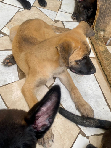 Akita X Belgian Malinois 