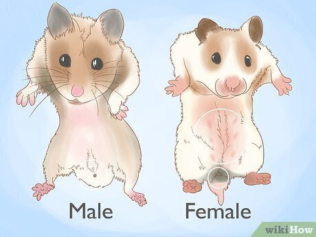 Syrian Hamsters