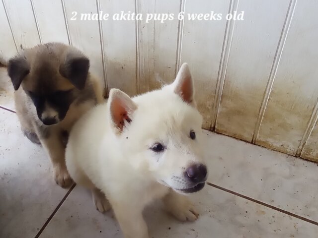 Akita Puppys