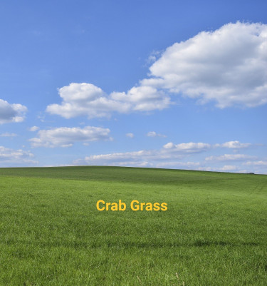 CRAB GRASS FOR SALE, CALL 876-416-4027 