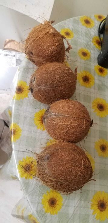 Dry Coconuts