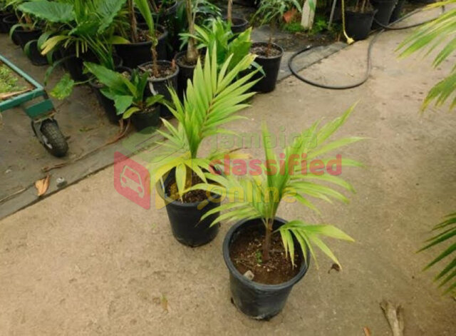 Palm/ Christmas Palms For Sale