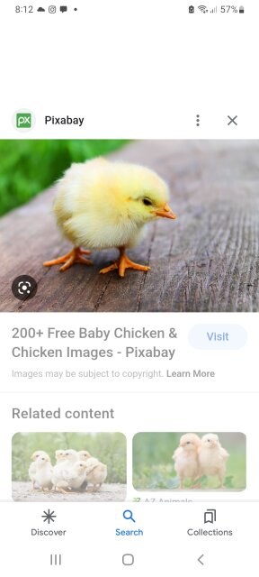 Baby Chicken  For Sale 14500 A 100