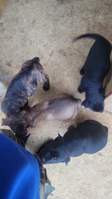 Fila X Rottweiler Pups 