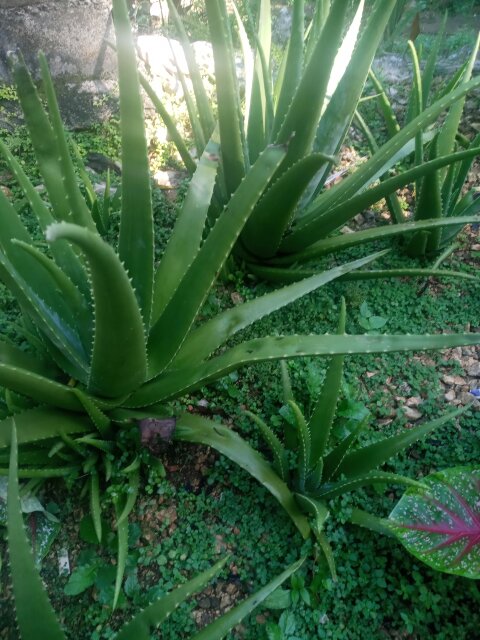 Aloe Vera Plant For Sale