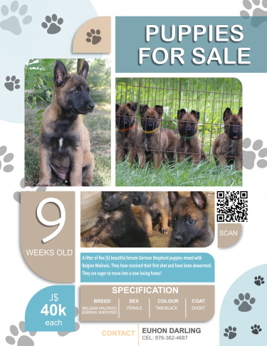 GERMAN SHEPHERD MIX PUPPIES FOR SALE