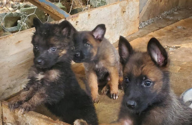 GERMAN SHEPHERD MIX PUPPIES FOR SALE