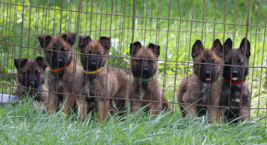 GERMAN SHEPHERD MIX PUPPIES FOR SALE