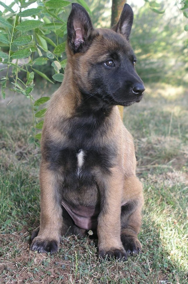 GERMAN SHEPHERD MIX PUPPIES FOR SALE