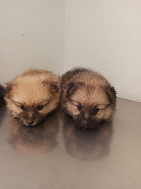 Pomeranian Puppies Two Females Available