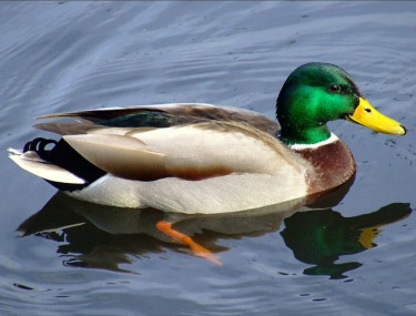 Adult Ducks Available Ready For Mating 