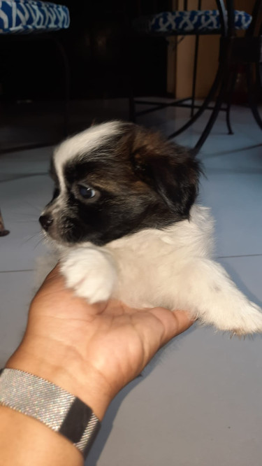 Shih Tzu Pomeranian Mix