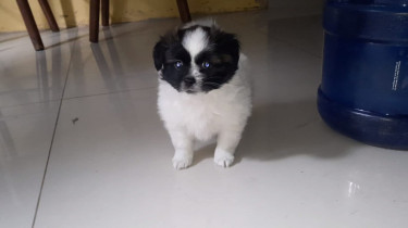 Shih Tzu Pomeranian Mix