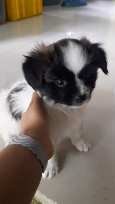 Shih Tzu Pomeranian Mix