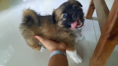 Shih Tzu Pomeranian Mix