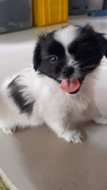 Shih Tzu Pomeranian Mix