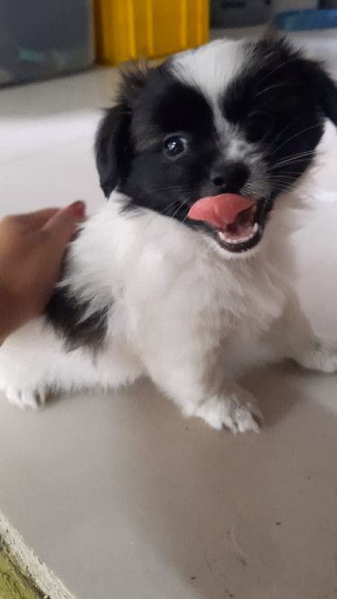 Shih Tzu Pomeranian Mix