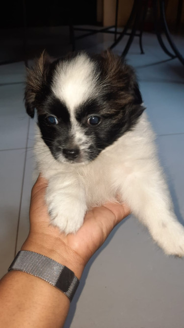 Shih Tzu Pomeranian Mix