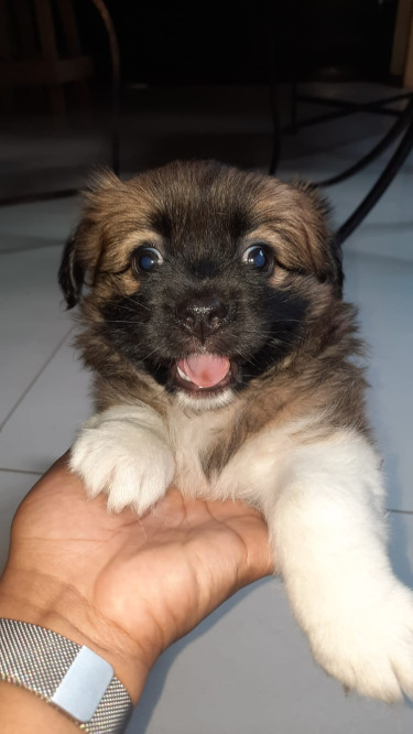 Shih Tzu Pomeranian Mix