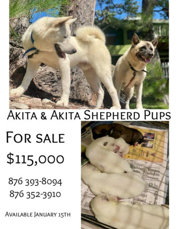 Akita Shepherd Pups For Sale