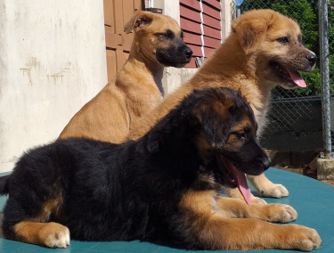 Catahoula Belgian Shepard Mix Puppies For Sale