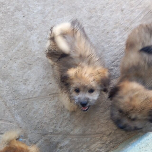 2 Male Shih Tzu/Pomeranian Mix Puppies