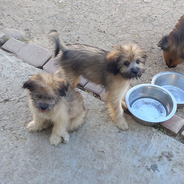 2 Male Shih Tzu/Pomeranian Mix Puppies