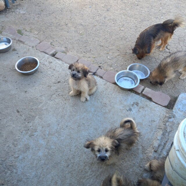 2 Male Shih Tzu/Pomeranian Mix Puppies