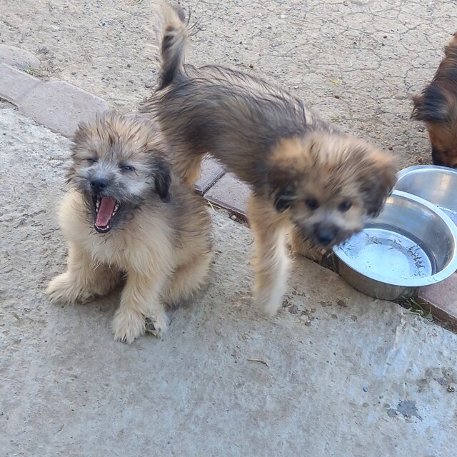 2 Male Shih Tzu/Pomeranian Mix Puppies