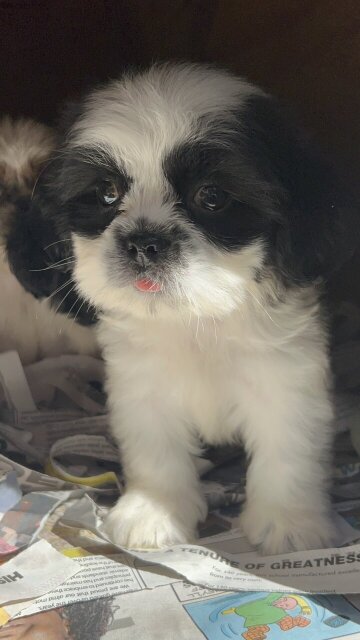 Shih Tzu Mix Puppies