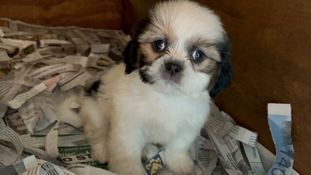 Shih Tzu Mix Puppies