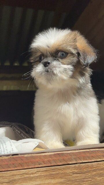 Shih Tzu Mix Puppies