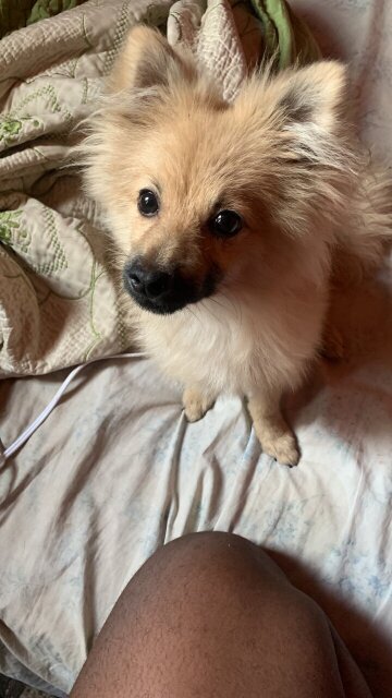 Male Pomeranian 6 Months Old