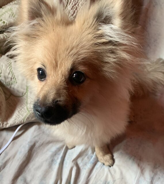 Male Pomeranian 6 Months Old