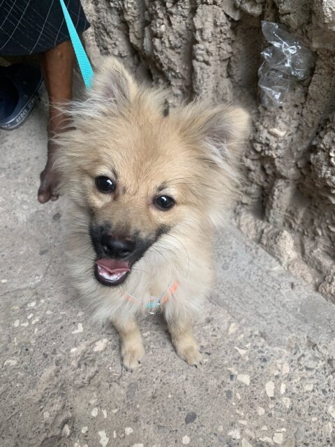 Male Pomeranian 6 Months Old