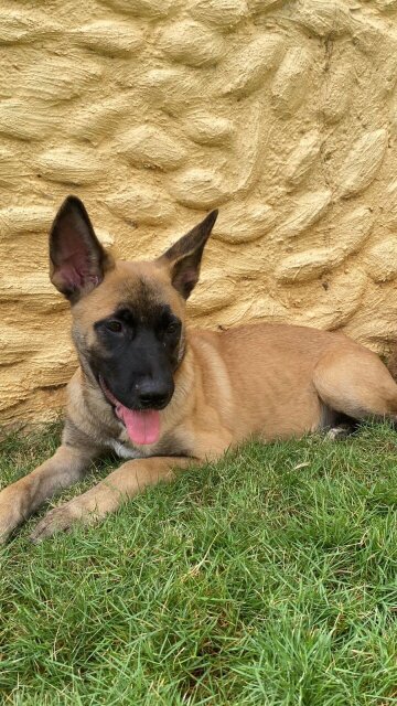 Belgian Malinois X Akita Shepherd