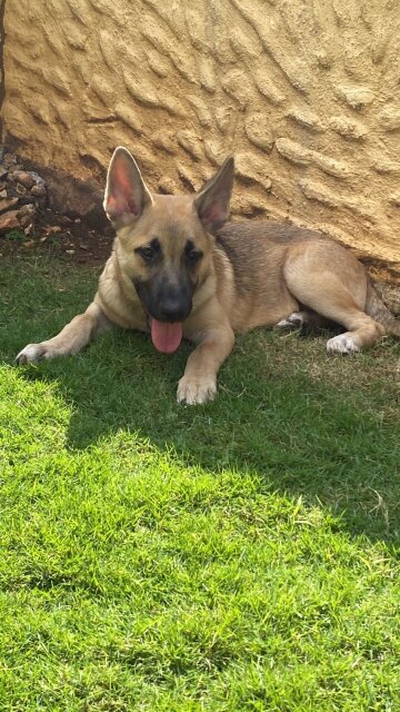 Belgian Malinois X Akita Shepherd