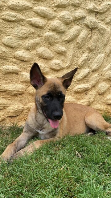 Belgian Malinois X Akita Shepherd