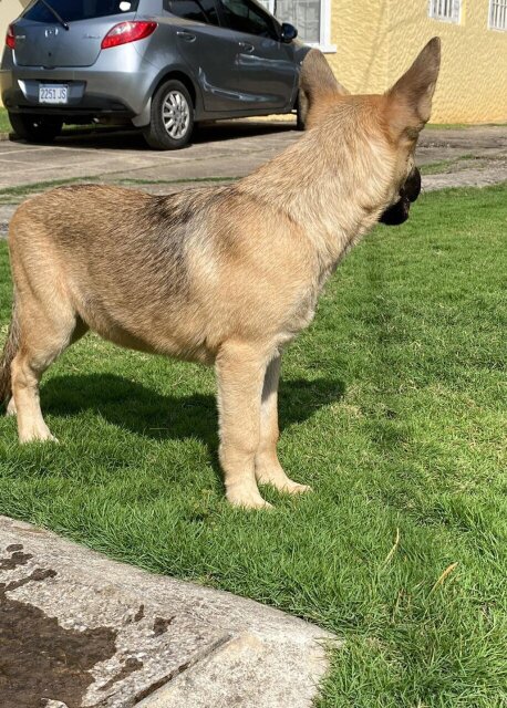 Belgian Malinois X Akita Shepherd